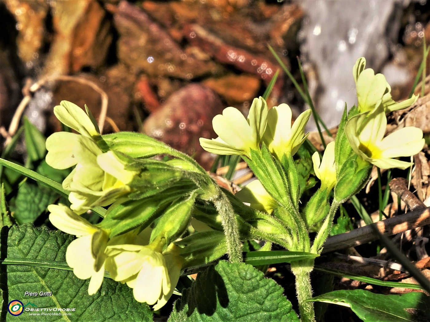 10 Primula veris (Primula maggiore) con cascatella.JPG
